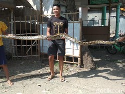 5 Bulan Teror Warga, Seekor Ular Sanca Kembang Ditangkap di Mojokerto