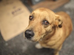 Festival Daging Anjing Yulin di China, di Indonesia Juga Ada Olahan Anjing