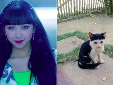 Poni Rambut Disebut Mirip Kucing, Dita Karang Trending Topic di Twitter