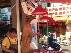 Sadisnya Pembantaian Anjing untuk Konsumsi hingga Pencabutan Bulu Angsa