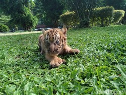 Konsep Konservasi Harus Dibenahi Buntut Anak Harimau Alshad Mati