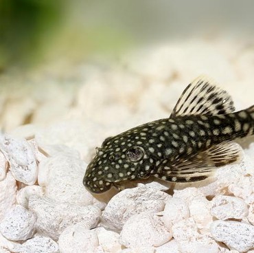 Ramai Diburu di Sungai Jakarta, Ikan Sapu-Sapu Aman Dimakan atau Justru Berbahaya?
