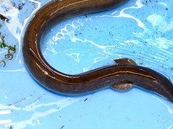 Belut Itu Ular atau Ikan? Ini Penjelasan Klasifikasinya