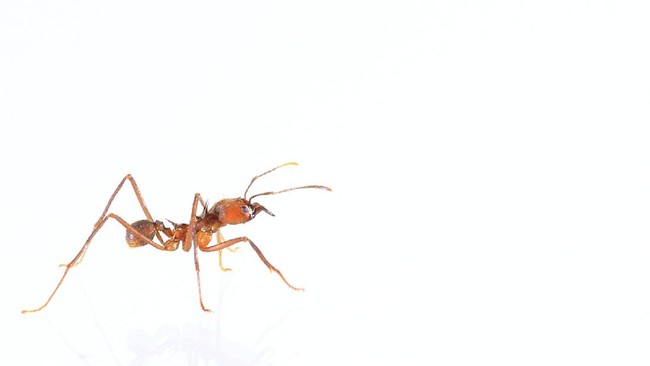 Ilustrasi semut api