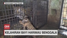 VIDEO: Kelahiran Bayi Harimau Benggala