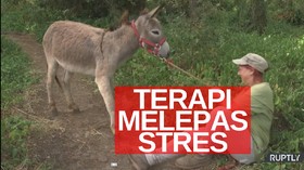 VIDEO: Terapi Keledai Untuk Tenaga Medis