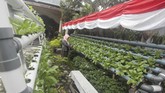 Tren Hidroponik di Tengah Pandemi Warga merawat sayuran yang ditanam menggunakan metode Hidroponik di Kampung Tangguh Ketahanan Pangan Kelurahan Menteng, Palangkaraya, Kalimantan Tengah, Kamis (25/6/2020). Pembentukan kampung tersebut sebagai salah satu inisiatif warga menyediakan lumbung pangan secara mandiri dan membantu menjaga ketahanan pangan yang dimana hasilnya akan digunakan untuk membantu warga lainnya guna melewati masa sulit di saat pandemi COVID-19. ANTARA FOTO/Makna Zaezar/aww.