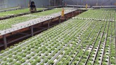 Tren Hidroponik di Tengah Pandemi Pekerja merawat tanaman hidroponik bayam merah di Serua Farm Pamulang, Tangerang Selatan, Banten, Rabu (24/6/2020). Pada masa pandemi COVID-19 permintaan sayur tanaman hidroponik mengalami kenaikan hingga 200 persen yang dijual secara daring dan melalui supermarket. ANTARA FOTO/Muhammad Iqbal/aww.