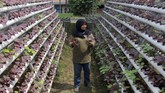 Tren Hidroponik di Tengah Pandemi Pekerja merawat tanaman hidroponik bayam merah di Serua Farm Pamulang, Tangerang Selatan, Banten, Rabu (24/6/2020). Pada masa pandemi COVID-19 permintaan sayur tanaman hidroponik mengalami kenaikan hingga 200 persen yang dijual secara daring dan melalui supermarket. ANTARA FOTO/Muhammad Iqbal/aww.