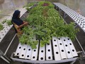 FOTO : Menanti Panen Kebun Hidroponik di Tengah Pandemi