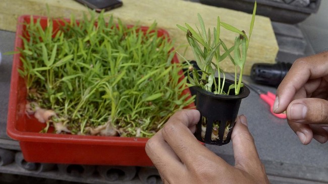 Tren Hidroponik di Tengah Pandemi Seorang warga menanam sayuran dengan sistem hidroponik di kediamannya di kawasan Sangeh, Badung, Bali, Rabu (13/5/2020). Warga yang sebelumnya memproduksi dan menjual minuman dalam kemasan di berbagai kegiatan keramaian masyarakat tersebut, selama masa pandemi COVID-19 melakukan budi daya sayuran hidroponik dan menjual sarana hidroponik siap tanam dengan harga Rp900 ribu hingga Rp2,4 juta per paket untuk menyiasati dampak ekonomi dari COVID-19. ANTARA FOTO/Fikri Yusuf/foc.