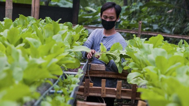 FOTO : Menanti Panen Kebun Hidroponik di Tengah Pandemi