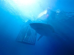 Sinopsis Film 47 Meters Down, Saat Liburan Berubah Jadi Teror