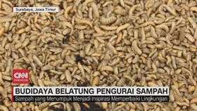 VIDEO: Budidaya Belatung Pengurai Sampah