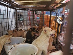 Nyaris Dimasak, Puluhan Anjing Ini Diselamatkan dari Pasar Daging di China