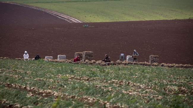 FILE - In this Monday, Feb. 10, 2020 file photo Palestinian farmers harvest onions in Jordan Valley in the West Bank. Israeli Prime Minister Benjamin Netanyahu has vowed to annex the valley and all of Israel's far-flung West Bank settlements, in line with President Donald Trump's Middle East plan, which overwhelmingly favors Israel and has been rejected by the Palestinians. (AP Photo/Majdi Mohammed, File)