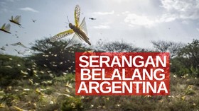 VIDEO: Argentina Diserbu Belalang, Kebun Jagung Rusak