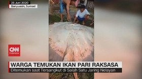 VIDEO: Warga Temukan Ikan Pari Raksasa di Sumsel