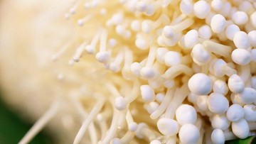 RESEP JAMUR ENOKI LAINNYA