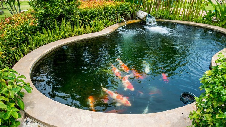 7 Cara Membuat Kolam Ikan Sederhana di Rumah