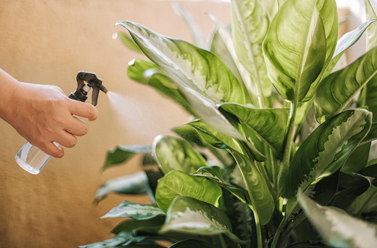 a human hand spray on dumbcane leave in the evening indoor at balcony using a spray bottle watering the plant