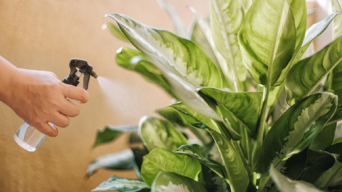 a human hand spray on dumbcane leave in the evening indoor at balcony using a spray bottle watering the plant