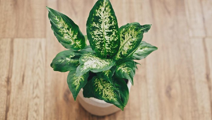 a human hand spray on dumbcane leave in the evening indoor at balcony using a spray bottle watering the plant