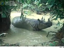 Aktivitas Badak Jawa di Ujung Kulon Terekam Kamera, Ini Penampakannya