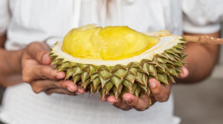 Asian young woman holding Durian is a king of fruit in Thailand and asia fruit