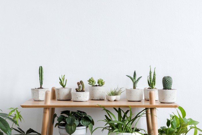 Family of cactus plants against white background