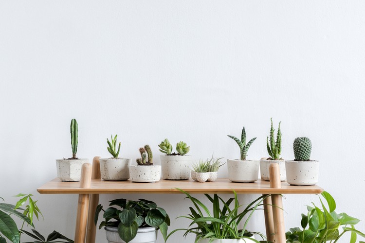 Family of cactus plants against white background