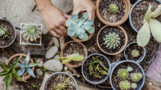 5 Tanaman Hias Pot Kecil Buat Meja Ruang Tamu Rumah Bunda