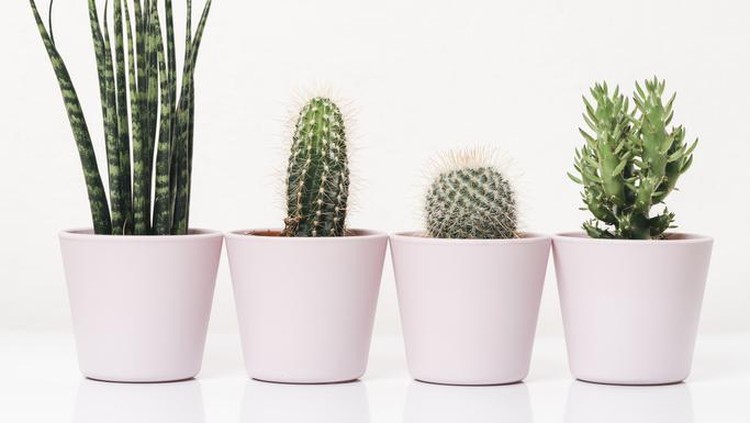 Family of cactus plants against white background