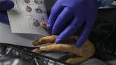 Lonjakan Kasus Kematian Akibat Corona di Chile An employee takes the fingerprints of a woman who died from the new coronavirus before her remains are cremated at La Recoleta crematorium in Santiago, Chile, Saturday, June 27, 2020. The Ministry of Health reported on Saturday the highest number of deaths in Chile since the start of the pandemic. (AP Photo/Esteban Felix)
