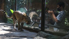 Macan Tutul Terkapar di Kawah Putih Mati Usai Dirawat Petugas
