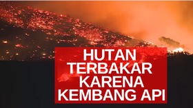 VIDEO: Ratusan Hektar Hutan Terbakar Karena Kembang Api