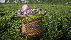 FOTO: Dilema Buruh Kebun Teh India di Tengah Pandemi