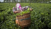 buruh kebun teh india An Indian tea worker puts the plucked tea leaves in basket at a tea garden in Biswanath Chariali district of eastern state of Assam, India, Saturday, June 27, 2020. Assam produces more than 50 percent of India's tea crop. (AP Photo/Anupam Nath)