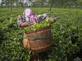FOTO: Dilema Buruh Kebun Teh India di Tengah Pandemi