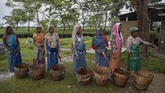 buruh kebun teh india Indian pluckers line up after handing over the collected tea leaves at a tea garden in Biswanath Chariali district of eastern state of Assam, India, Saturday, June 27, 2020. Assam produces more than 50 percent of India's tea crop. (AP Photo/Anupam Nath)