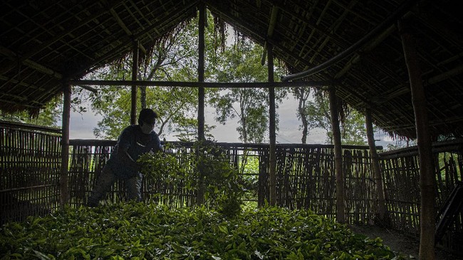 FOTO: Dilema Buruh Kebun Teh India di Tengah Pandemi