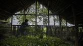 buruh kebun teh india An Indian tea worker mixes freshly plucked tea leaves at a tea garden in Biswanath Chariali district of eastern state of Assam, India, Saturday, June 27, 2020. Assam produces more than 50 percent of India's tea crop. (AP Photo/Anupam Nath)