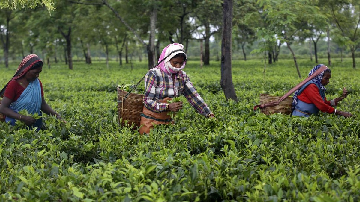 FOTO: Dilema Buruh Kebun Teh India di Tengah Pandemi