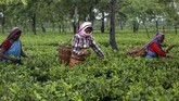 buruh kebun teh india Indian workers pluck tea leaves at a tea garden in Biswanath Chariali district of eastern state of Assam, India, Saturday, June 27, 2020. Assam produces more than 50 percent of India's tea crop. (AP Photo/Anupam Nath)