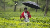 buruh kebun teh india An Indian worker trims tea plants at a tea garden in Biswanath Chariali district of eastern state of Assam, India, Saturday, June 27, 2020. Assam produces more than 50 percent of India's tea crop. (AP Photo/Anupam Nath)