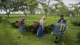 buruh kebun teh india Elderly pluckers walk past a worker carrying plastic bags filled with tea leaves at a tea garden in Biswanath Chariali district of eastern state of Assam, India, Saturday, June 27, 2020. Assam produces more than 50 percent of India's tea crop. (AP Photo/Anupam Nath)