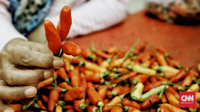 Cabai diduga dicat pewarna oranye di Banyuwangi di tengah kenaikan harga cabai rawit di sejumlah wilayah Indonesia.