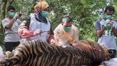 HARIMAU SUMATERA MATI DIRACUN Petugas dari BKSDA Aceh melakukan nekropsi terhadap bangkai harimau Sumatera (Panthera tigris sumatrae) yang ditemukan mati di kawasan perkebunan masyarakat di Kabupaten Aceh Selatan, Aceh, Selasa (30/6/2020). Proses tersebut dilakukan untuk mengetahui penyebab kematian harimau Sumatera yang diduga mati akibat diracun. ANTARA FOTO/Hafizdhah/Lmo/foc.