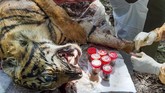 HARIMAU SUMATERA MATI DIRACUN Petugas dari BKSDA Aceh melakukan nekropsi terhadap bangkai harimau Sumatera (Panthera tigris sumatrae) yang ditemukan mati di kawasan perkebunan masyarakat di Kabupaten Aceh Selatan, Aceh, Selasa (30/6/2020). Proses tersebut dilakukan untuk mengetahui penyebab kematian harimau Sumatera yang diduga mati akibat diracun. ANTARA FOTO/Hafizdhah/Lmo/foc.