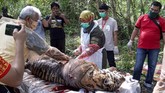 HARIMAU SUMATERA MATI DIRACUN Petugas dari BKSDA Aceh melakukan nekropsi terhadap bangkai harimau Sumatera (Panthera tigris sumatrae) yang ditemukan mati di kawasan perkebunan masyarakat di Kabupaten Aceh Selatan, Aceh, Selasa (30/6/2020). Proses tersebut dilakukan untuk mengetahui penyebab kematian harimau Sumatera yang diduga mati akibat diracun. ANTARA FOTO/Hafizdhah/Lmo/foc.